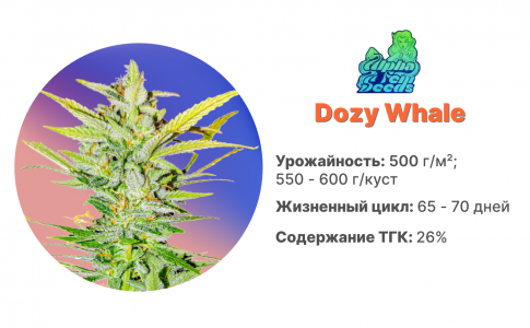 Dozy Whale Dozy Whale