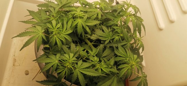 IMG_20231210_225554.jpg IMG_20231210_225554.jpg