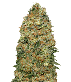 1702492513248.png 1702492513248.png