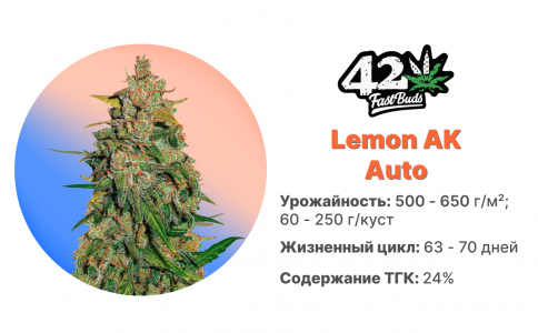 Lemon-ak.jpg