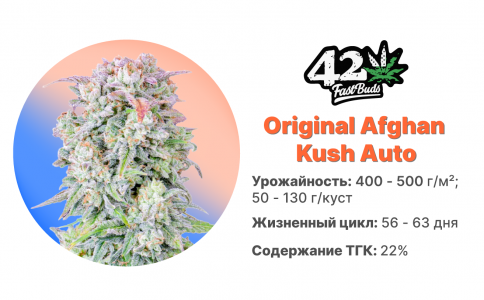 Original Afghan Kush Auto Original Afghan Kush Auto