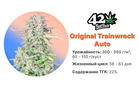 Original Trainwreck Auto