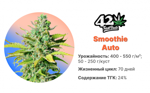 Smoothie Auto
