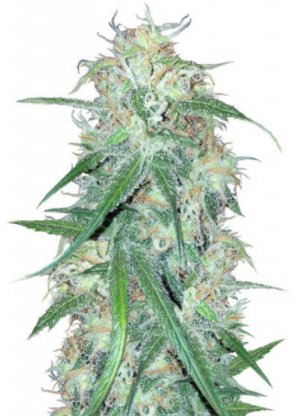 super lemon haze.jpg