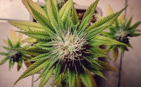 Выращивание конопли в помещении (индоре)