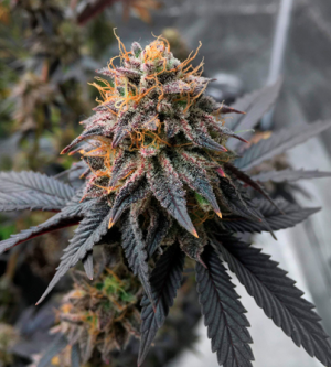 1705329212051.png 1705329212051.png