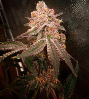 1705329329413.png 1705329329413.png