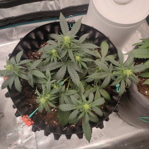 IMG20240117145741.jpg IMG20240117145741.jpg