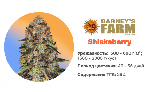 Shiskaberry Shiskaberry