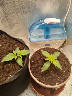 IMG_20240122_005251.jpg IMG_20240122_005251.jpg