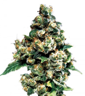 1706013387881.png 1706013387881.png