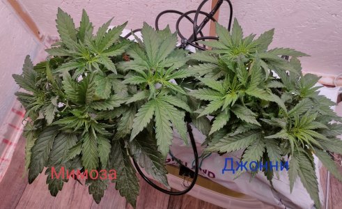 IMG_20240115_223528.jpg IMG_20240115_223528.jpg