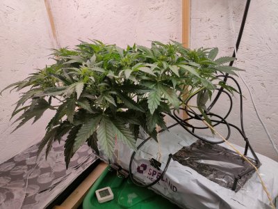 IMG20240124194508.jpg IMG20240124194508.jpg