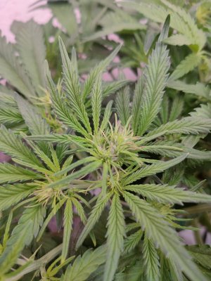 IMG20240124194645.jpg IMG20240124194645.jpg