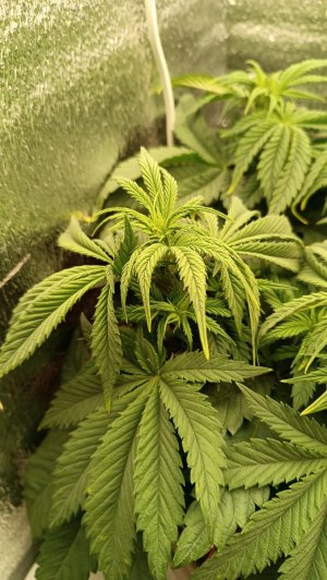 IMG_20240125_082855.jpg IMG_20240125_082855.jpg