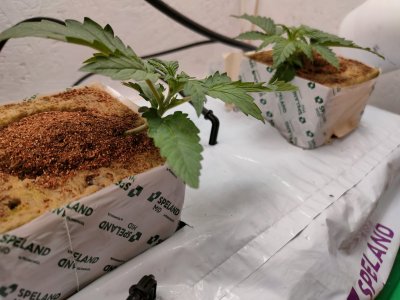 IMG20231231104148.jpg IMG20231231104148.jpg