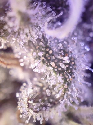 IMG_20240127_124047_426.jpg IMG_20240127_124047_426.jpg