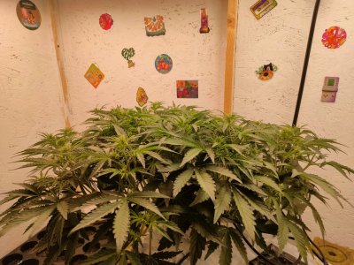 IMG20240127182956.jpg IMG20240127182956.jpg