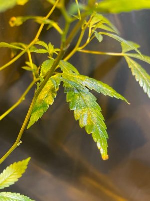 Трабл растения 2 2.jpeg