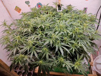 IMG20240201201435.jpg IMG20240201201435.jpg