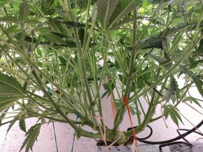 IMG20240201201521.jpg IMG20240201201521.jpg