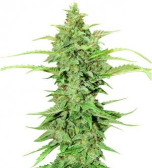 green crack.jpg green crack.jpg