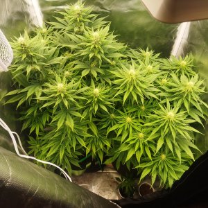 ssssss33333333.jpg ssssss33333333.jpg