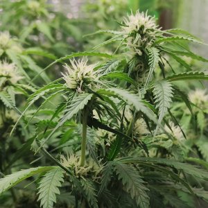 Джонни цветы.jpg