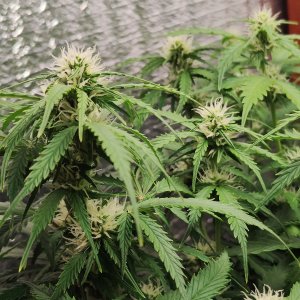 Джонни цветы.jpg