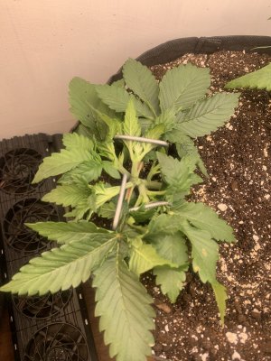 IMG_0070.jpeg IMG_0070.jpeg