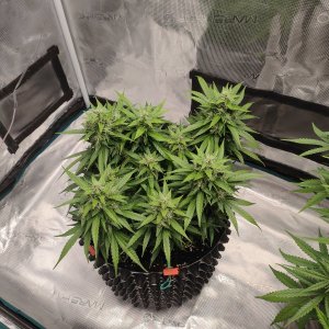 IMG20240216204741.jpg IMG20240216204741.jpg