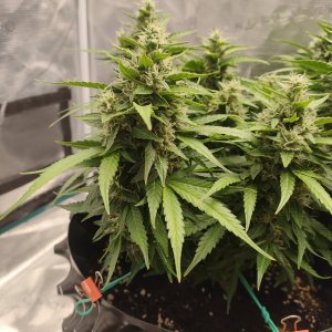 IMG20240216204747.jpg IMG20240216204747.jpg