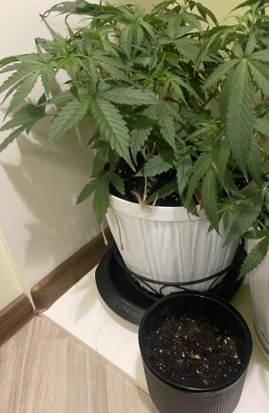 29.07.23Mimosa 4.jpeg