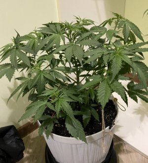 30.07.23 Mimosa auto fem.jpeg