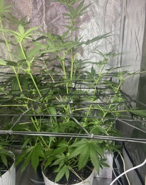 9.08.23Mimosa 2.jpeg