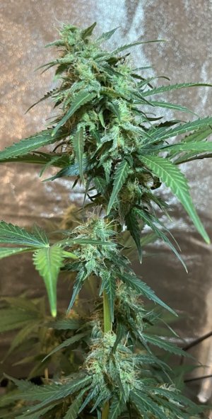 01.09.23Mimosa 3.jpeg