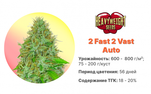 2 Fast 2 Vast Auto 2 Fast 2 Vast Auto