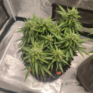 IMG20240218174113.jpg IMG20240218174113.jpg