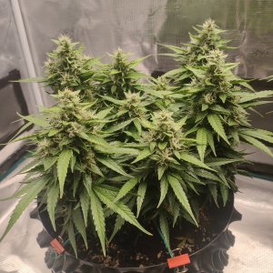 IMG20240218174118.jpg IMG20240218174118.jpg