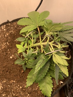 IMG_0141.jpeg IMG_0141.jpeg