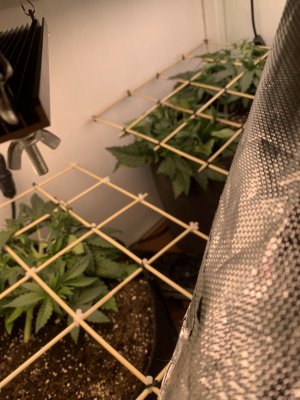 IMG_0165.jpeg IMG_0165.jpeg