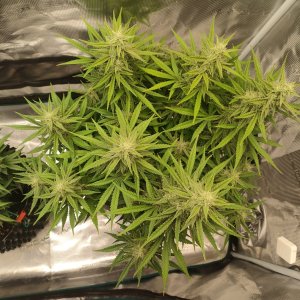 IMG20240221081012.jpg IMG20240221081012.jpg