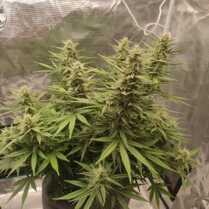 IMG20240221081025.jpg IMG20240221081025.jpg