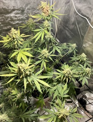 7.10.23Mimosa 3.jpeg