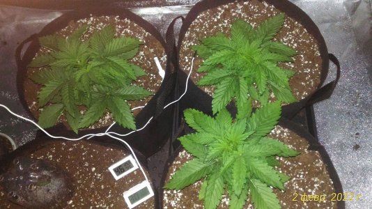 P_20220202_113315_1_p.jpg P_20220202_113315_1_p.jpg