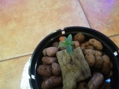 IMG_20220207_164415.JPEG IMG_20220207_164415.JPEG