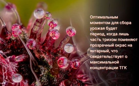 Когда делать харвест автоцветов Когда делать харвест автоцветов