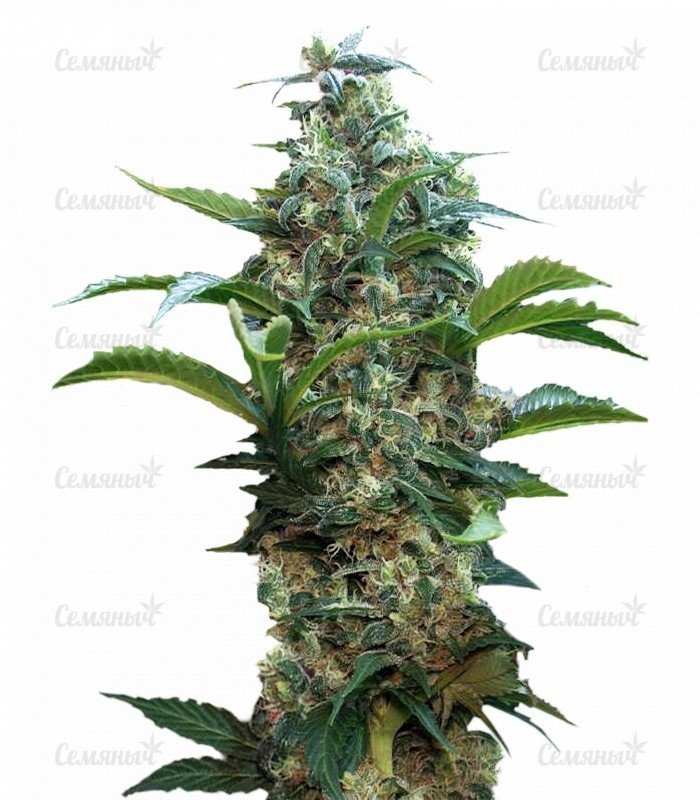 sort_Satori_regular_Mandala_Seeds__lBt8cbDaYYJDUfMA.jpg
