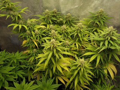 IMG_20220219_165604_754.jpg IMG_20220219_165604_754.jpg