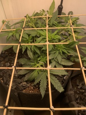 IMG_0305.jpeg IMG_0305.jpeg